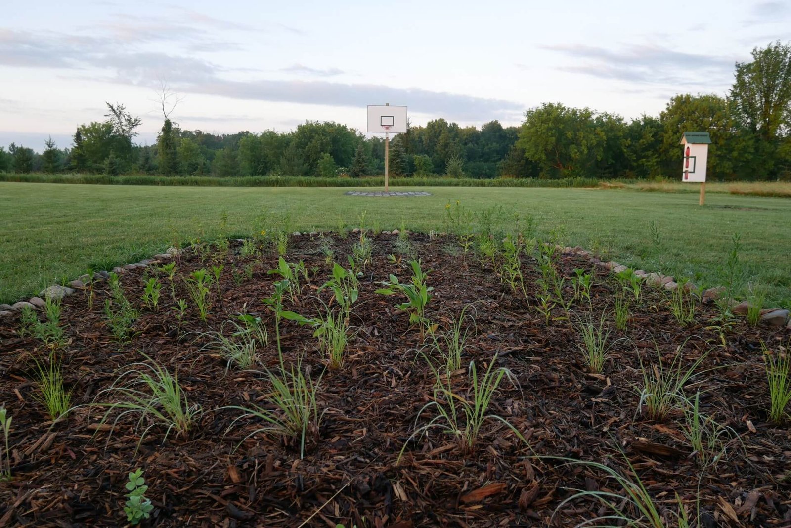 rows of plants in the shape of a basketball free throw lane face a concrete lane and a basketball hoop.