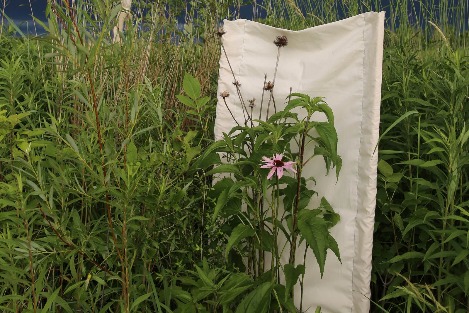 Narrow-leaf coneflower in a field with a small white backdrop behind them.